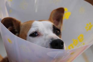 Agendamentos para castração de cães e gatos estão abertos em Curitiba