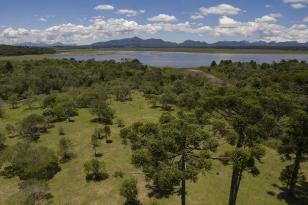 Mudas de araucárias são plantadas no entorno da barragem de Piraquara II