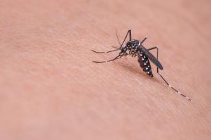 Paraná registra 207 novos casos de dengue