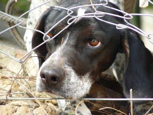 Cães resgatados no São Lourenço podem ser adotados
