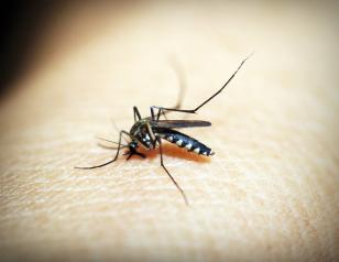 Boletim da dengue confirma mais de 10 mil novos casos e oito mortes