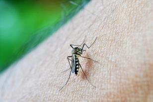 Nova vacina contra a dengue chega ao Brasil