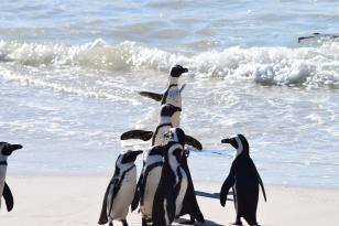 Pinguins retornam ao mar após reabilitação em laboratório no litoral