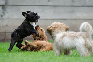 Feira de adoção de cães é realizada neste domingo (17)