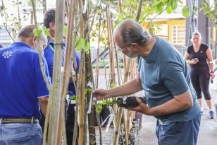 Curitiba distribui mudas de ipês e de árvores frutíferas